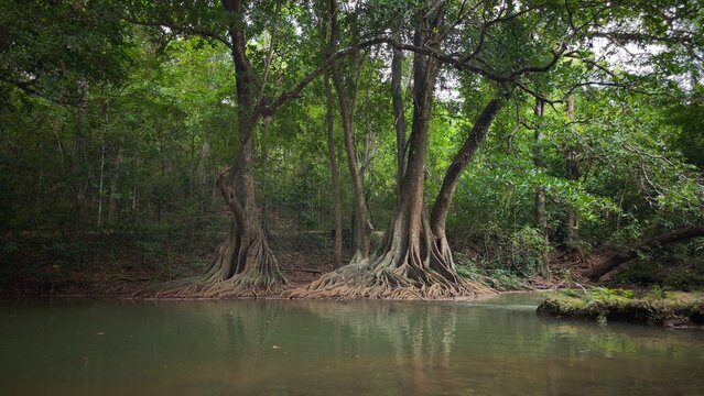 Giant majestic trees with sprawling roots by a tranquil emerald stream in a lush tropical rainforest.