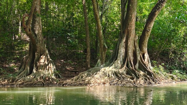 Majestic tropical trees with large buttress roots growing along a tranquil green stream in a lush rainforest.