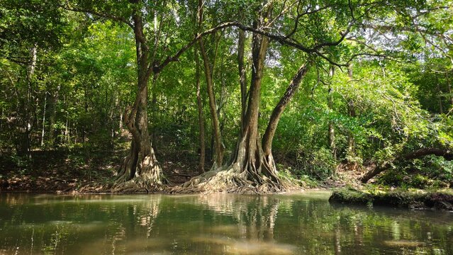 Sunlit majestic tropical trees with large buttress roots reflecting in a tranquil green forest stream.