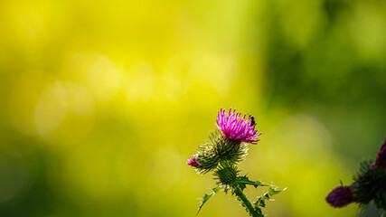 Honey bee collecting nectar on purple milk thistle flower with sharp thorns in morning sunlight (vibrant bright green and yellow bokeh background) © Sepe44