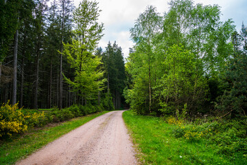 Fototapeta premium Germany, twisting hiking trail through magical green trees in peaceful Black Forest