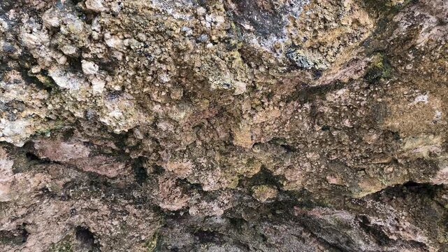 Close up texture of rough coral stone cave ceiling with natural formations