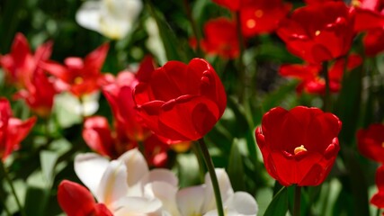 Fototapeta premium Red and white tulips blooming in a sunny spring garden.