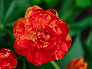 Fototapeta premium A close-up shot of orange double peony tulip with red stripes blooming in a garden.