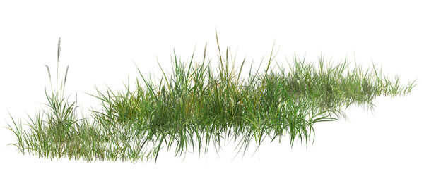 Fototapeta premium grass isolated on white background/Sharp high-resolution wild grass collection isolated on white background with realistic green natural texture.