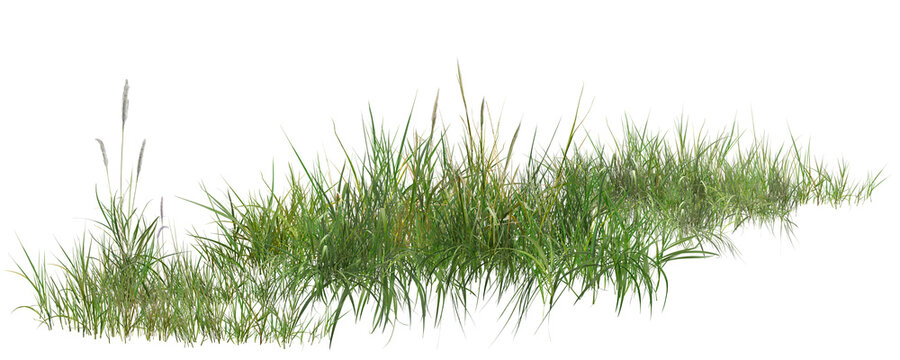 grass isolated on white background/Sharp high-resolution wild grass collection isolated on white background with realistic green natural texture.