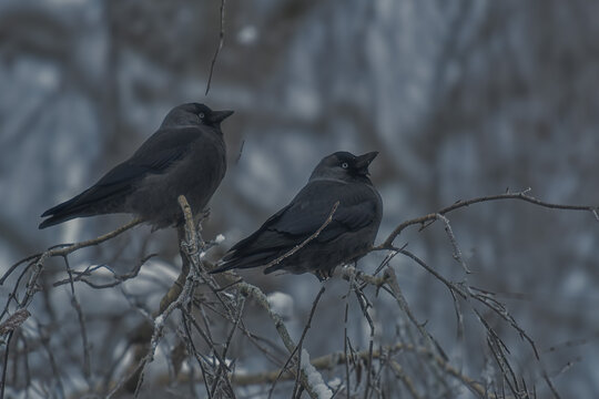 crow on the snow