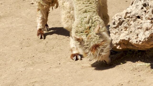 An alpaca bows its fluffy head to sniff the dry ground near a large rock. The movement creates a soft rustle of hay against its fleece and a light scuffing sound in the dirt.