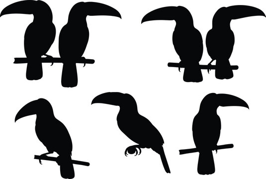 Toucan silhouette vector collection. Toucan icons for tropical, wildlife, and educational projects. Realistic Toucan shapes for creative, bird, and nature illustrations.