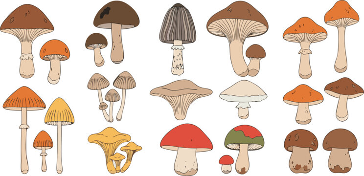 Wild forest mushroom vector illustration set featuring edible fungi colorful woodland mushrooms and autumn nature collection