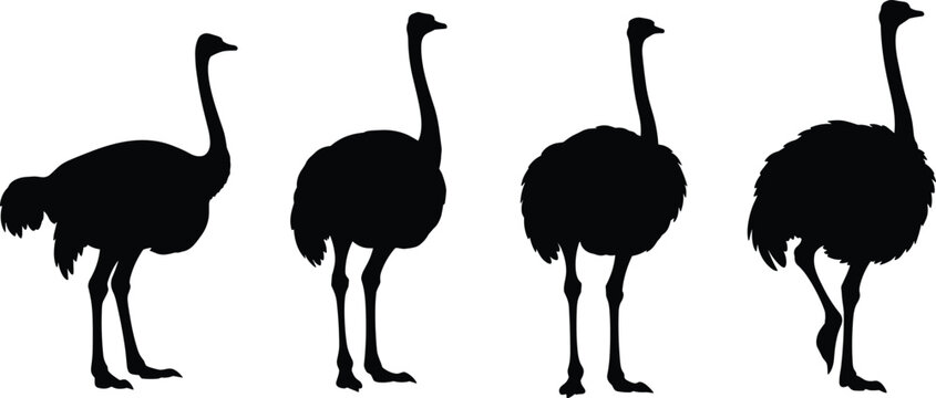 Ostrich silhouette vector set. Ostrich icons for wildlife, safari, and educational projects. Realistic Ostrich shapes for creative, animal, and nature illustrations.