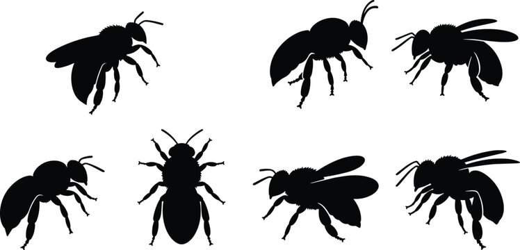 Carpenter Bee stencil templates. Symmetrical Bee outline stamps for agricultural pollination research guides. Minimalist Bee stickers for custom organic farmstead signage.