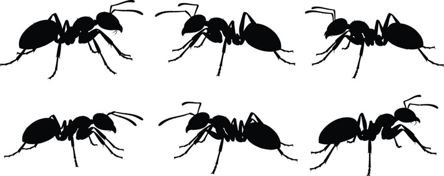 Worker Ant silhouettes collection. Crawling Ant vector graphics for pest control service flyers. Formicidae Ant shapes for colony biology educational posters.
