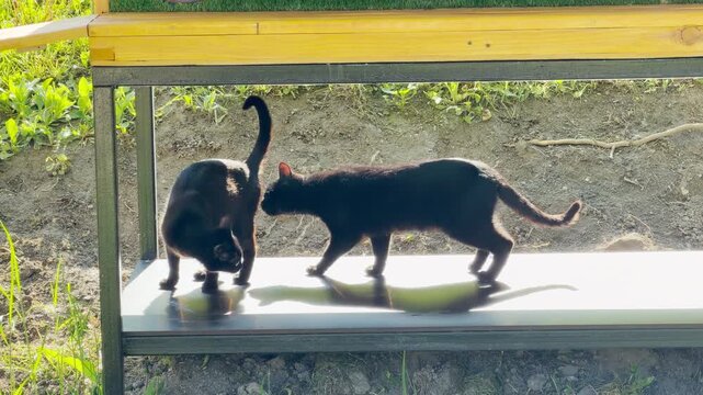 Two black cats stand face-to-face on a bench, displaying tense and defensive body language. This high-energy moment feels intense and dramatic. Their arched backs show fear and territorial aggression.