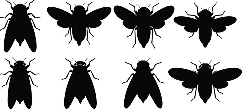Loud Cicada silhouettes collection. Winged Cicada vector graphics for summer season nature posters. Brood Cicada shapes for entomology classroom science charts.