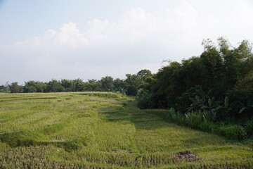 Fototapeta premium Rice Field and Bamboo Forest Landscape in Rural Area