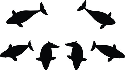 Beluga Whale stencil templates. Symmetric Beluga Whale outline stamps for arctic wildlife tracking charts. Minimalist Beluga Whale stickers for seaside harbor information boards. © Olivia
