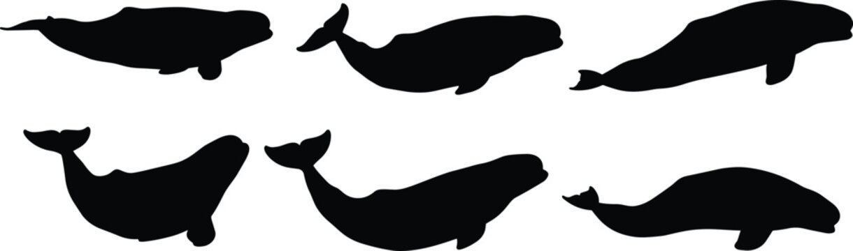 Beluga Whale silhouettes collection. White Beluga Whale vector graphics for arctic aquarium museum branding. Cute Beluga Whale shapes for children oceanography textbook illustrations.