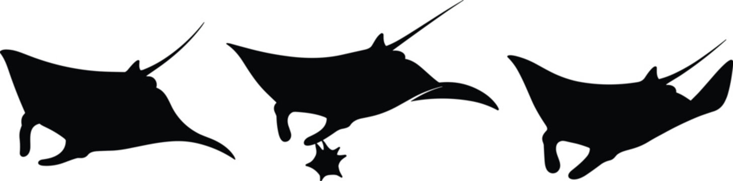 Stingray silhouettes collection. Gliding Stingray vector graphics for seaside aquarium tour branding. Curved Stingray shapes for tropical ocean diving school emblem designs.