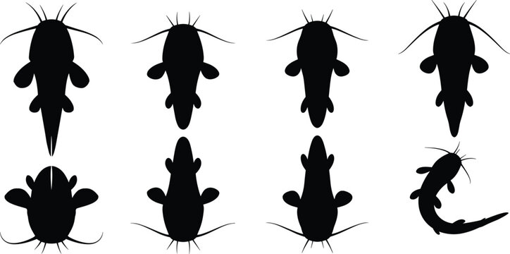 Catfish silhouettes collection. Bottom-feeding Catfish vector graphics for swamp noodle fishing clubs. Whiskered Catfish shapes for southern bait shop restaurant logos.