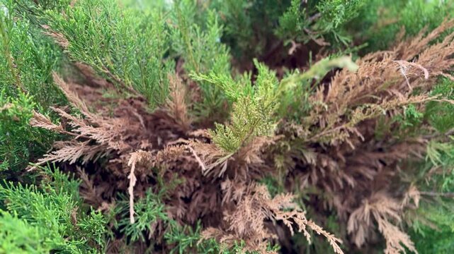 Cossack juniper with dry branches showing brown rot and blight across lower shrub in summer cottage garden, deadwood and sparse