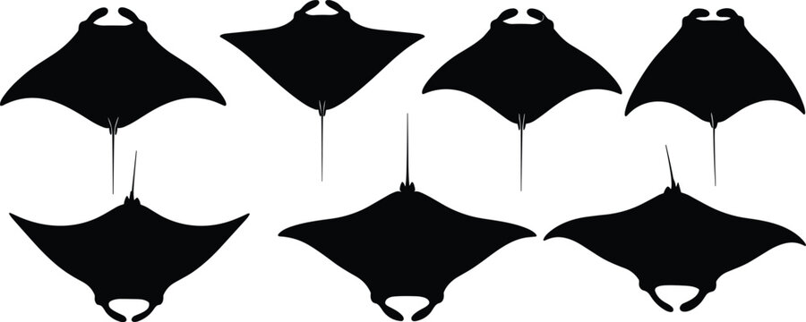 Manta Ray silhouettes collection. Exotic Manta Ray vector graphics for scuba diving club branding. Gliding Manta Ray shapes for tropical ocean conservation posters.