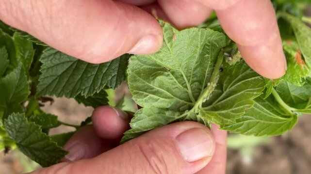 Closeup gardener hands inspecting currant leaf covered with small aphids and sticky honeydew, leaf curling and discoloration
