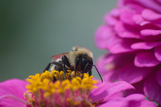 Abejorro polinizando flor zinnia en Wheeler Historic Farm, Salt Lake City