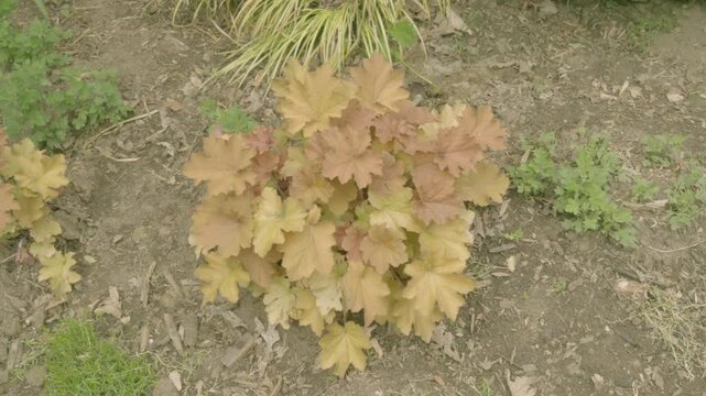 Coral Belle overhead view of garden plant in suburban backyard, ornamental cut flower garden in the early spring time