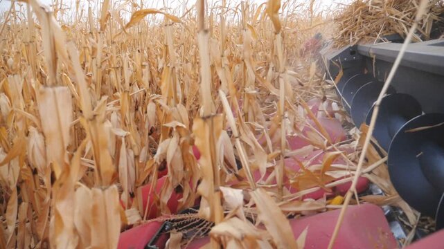 Close up header of harvester gathering corn crop in farmland. Combine cutting corn stalks during harvesting season. Working process on maize farm at yielding time. Agronomy concept. Side view