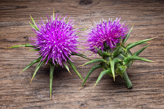 Milk Thistle (Silybum marianum), Asteraceae. Annual or biennial herbaceous plant, medicinal and spontaneous plant, Purple flower.