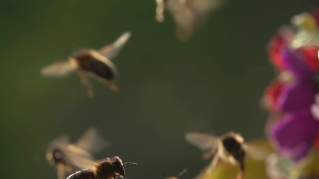 Bee swarm, bees flying. Honeybees. Slow motion