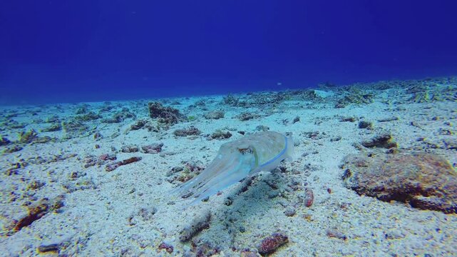 Pharaoh cuttlefish gliding and changing color on seabed