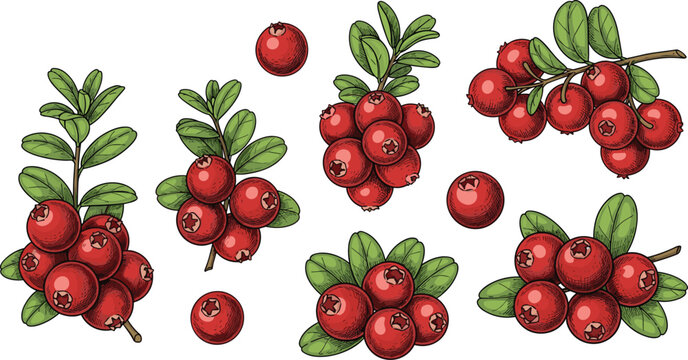 Hand drawn botanical vector vintage sketch illustration collection of fresh red cranberries twigs branches and single berries isolated on transparent background
