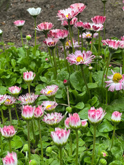 A cluster of Bellis perennis daisies with pink-tipped white petals and yellow centers grows among green foliage and dark soil in a natural garden © Aliona