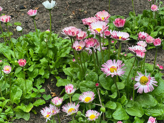 A cluster of Bellis perennis daisies with pink-tipped white petals and yellow centers grows among green foliage and dark soil in a natural garden © Aliona