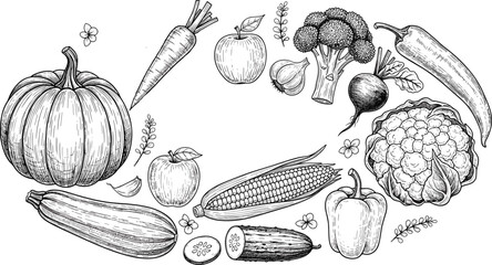Hand drawn botanical vector vintage sketch illustration oval frame composition of fresh organic vegetables pumpkin carrot broccoli corn zucchini pepper isolated on transparent background © SNOW EVA