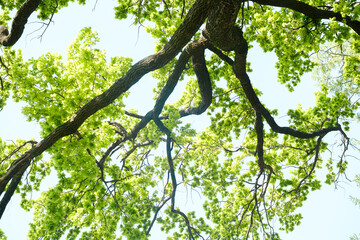 Fototapeta premium Looking up through green tree branches and leaves against a bright sky