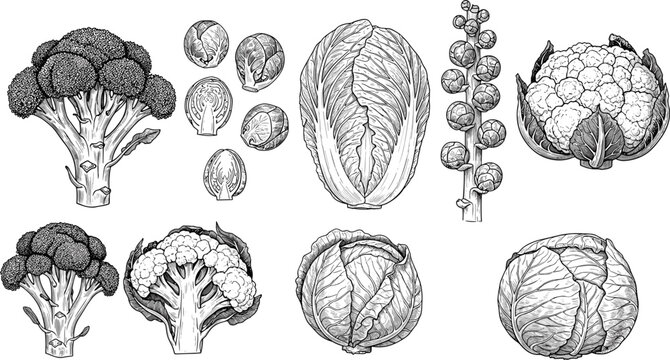 Vegetable vector set. Brussels sprout, Chinese cabbage, cauliflower, broccoli, and green cabbage sketch collection. Hand drawn monochrome healthy organic raw food illustration.