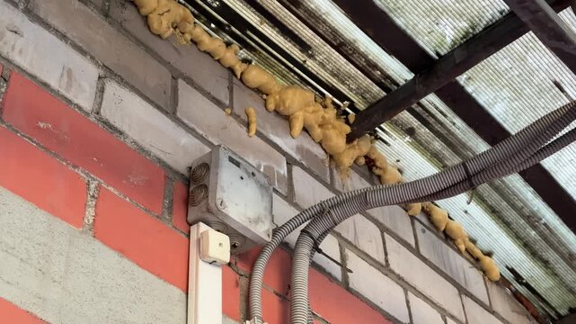 Leaking polycarbonate roof above brick entrance, yellow foam mounting oozing from seam, steel frame and profile exposed