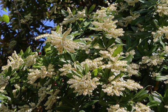 Pieris floribunda blossom. White flowers bloom on a bush in a sunny garden during spring season