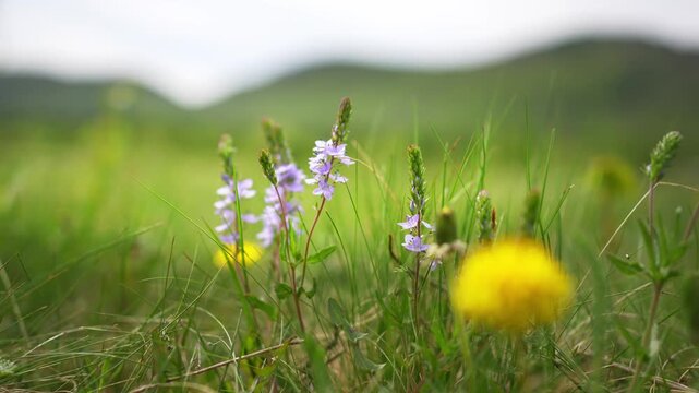 Wild green grass with blue flowers and yellow dandelions in the mountains. Plants swaying in the light wind. Green trees and mountains in the background. Beautiful summer nature. Selective focus
