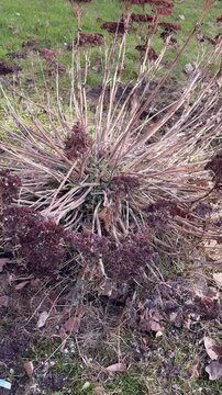 Ochitok sedum shrub on grassy lawn, centered in spring park, early growth with brown and red foliage, surrounding green turf
