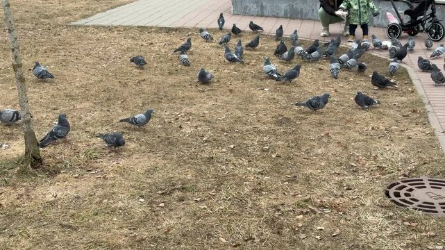 Pigeons pecking grain on pathway spring day in city park with last year dry grass flanking brick path, mother and child