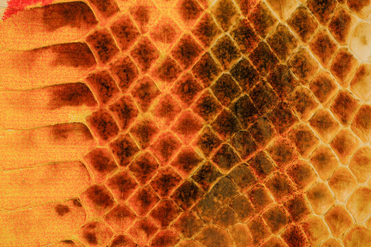 Glossy python leather texture with warm orange reptile scale pattern for exotic fashion background