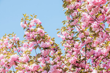 Naklejka premium Pink sakura blossoms against a clear blue sky