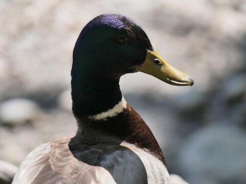 Mallard duck at Fishtrap Creek Park during a spring season in Abbotsford, British Columbia, Canada