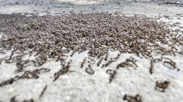 colonies of pavement ants fighting over territory 