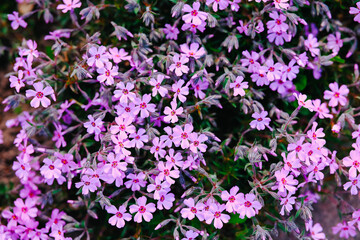 Obraz premium Small pink flowers bloom on a green plant