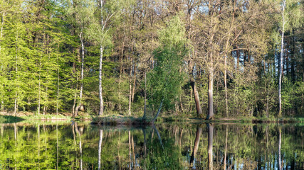 Spokojny, odbijający las wiosenny tworzy harmonijny, naturalny krajobraz idealny do projektów związanych z naturą, ekologią i relaksem wizualnym. © PIOTR D